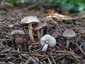 Lilás őzlábgomba (Lepiota lilacea), Budapest